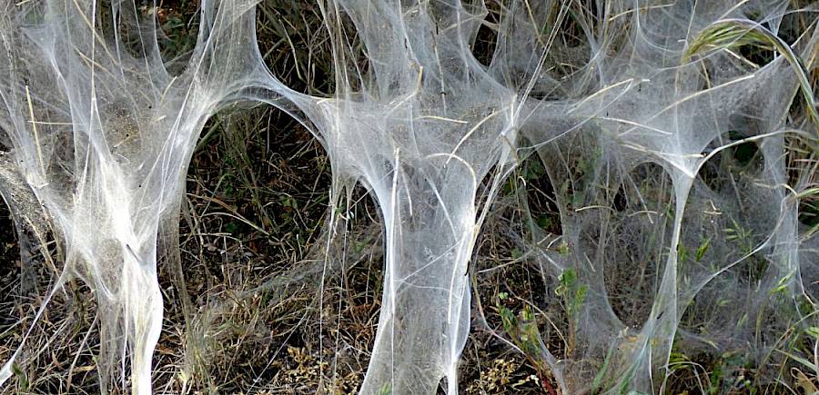 Kunst bij de koffie ochtend - Spinsels